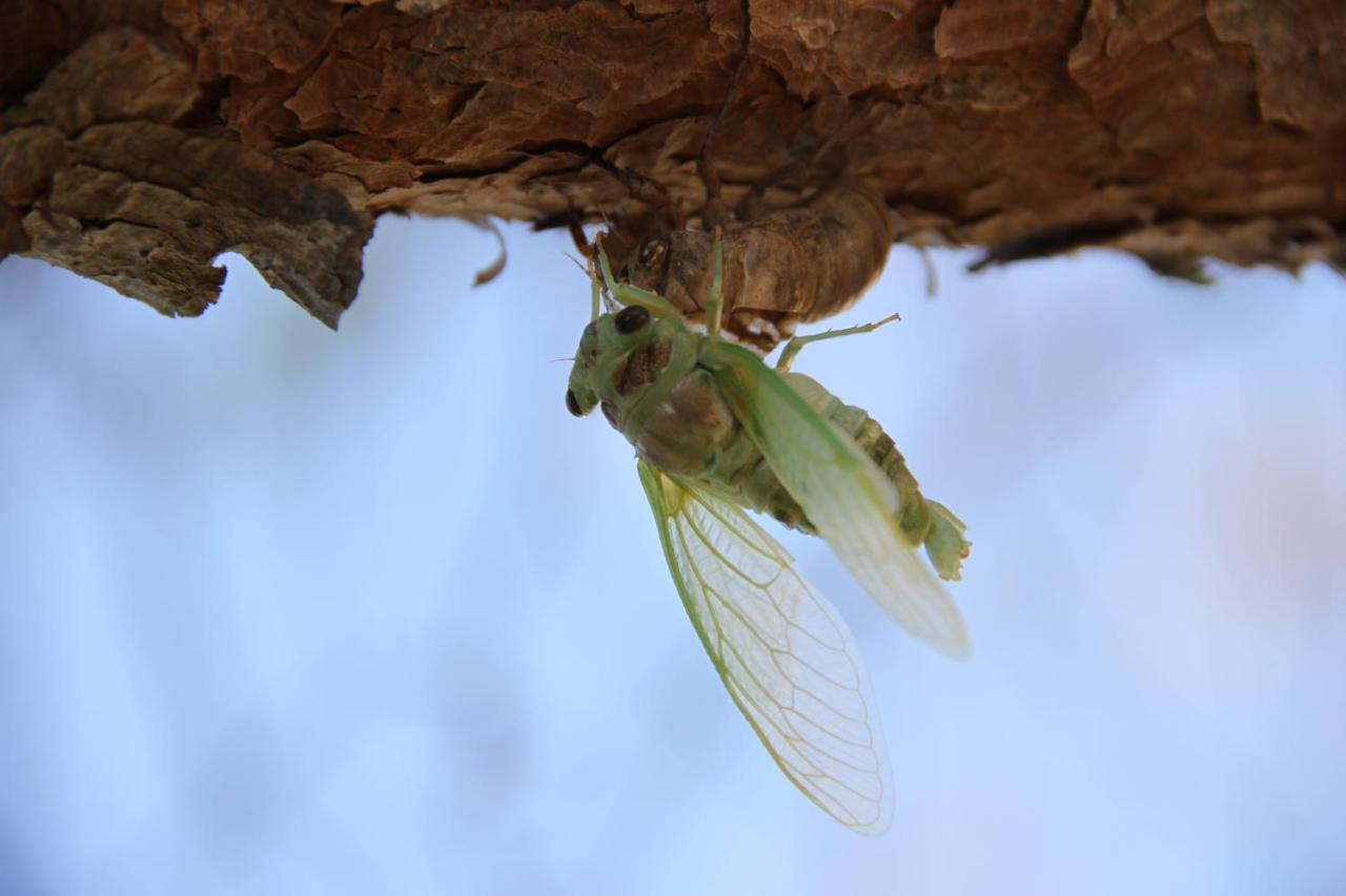 Le Mas De La Cigale Bleue, Caumont Sur Durance Dış mekan fotoğraf